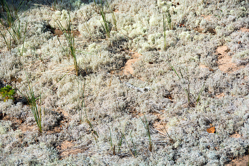 沙丘地衣和其他植物的生长- PEI